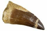 Fossil Mosasaur (Mosasaurus) Tooth - Morocco #345111-1